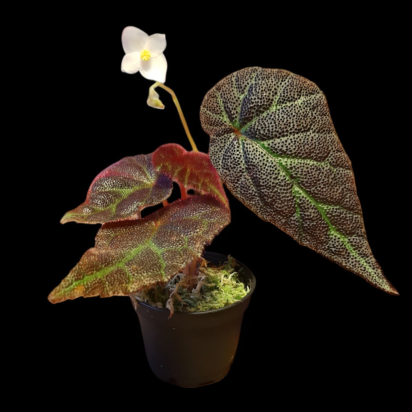 Begonia Sumatra utara
