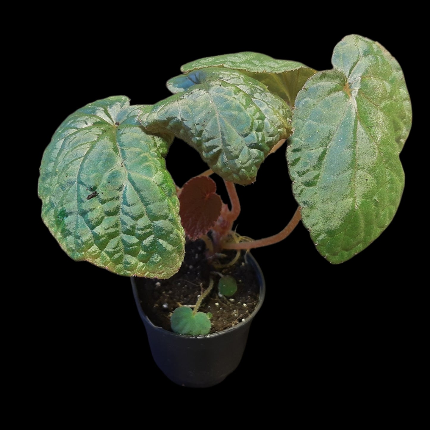 Seltene Begonia bac kan hahiepiana – irisierende Rarität aus Vietnam 🌿