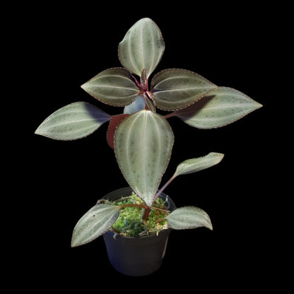 Arthrostemma parvifolium