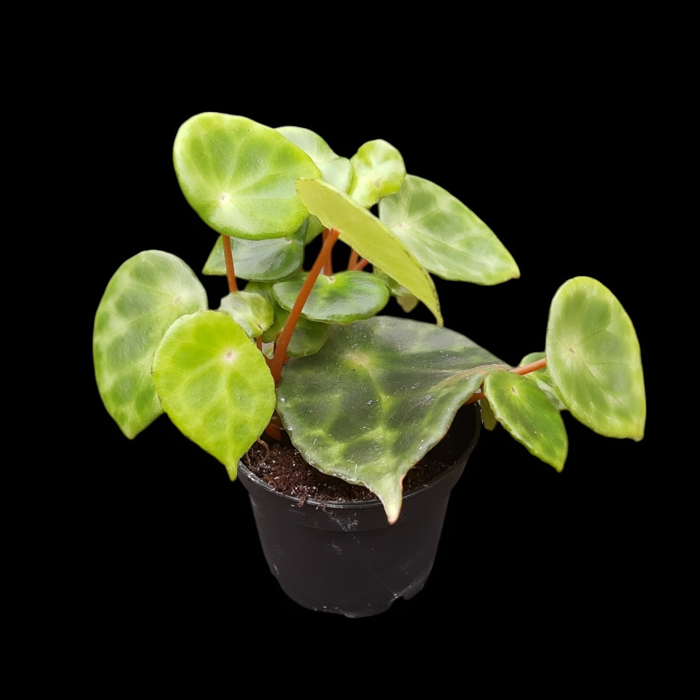 Begonia kingiana