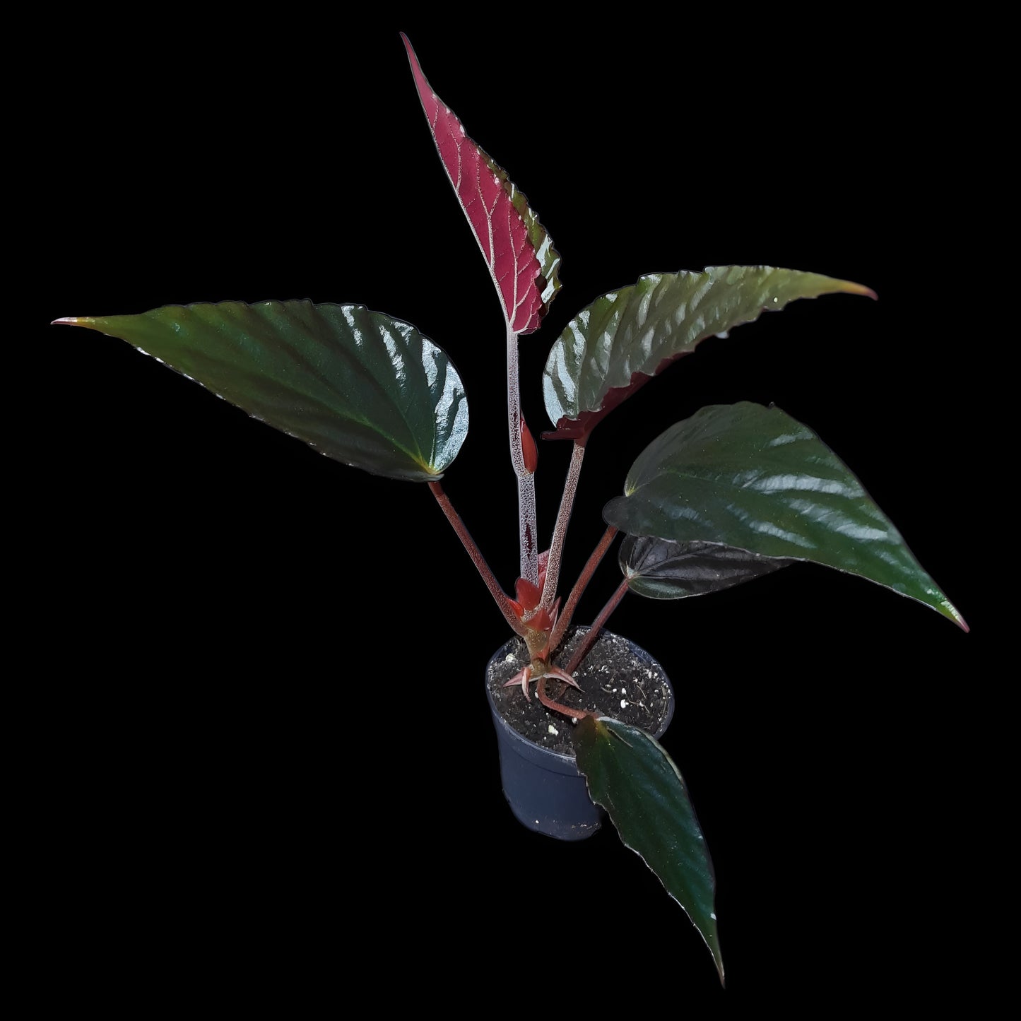 Begonia hatacoa purple