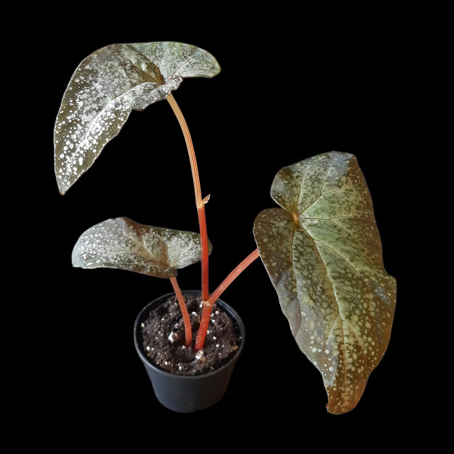 Begonia variablis