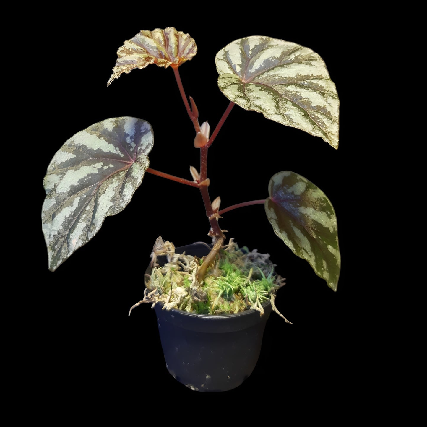 Begonia Irian Jaya, U682