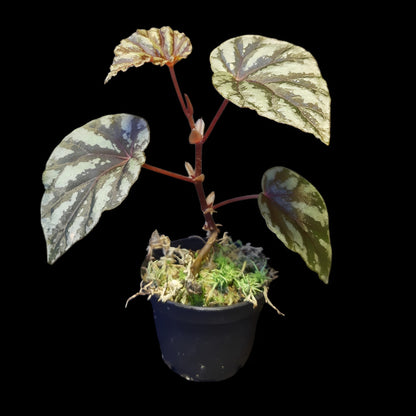 Begonia Irian Jaya, U682