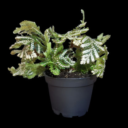 Selaginella picta