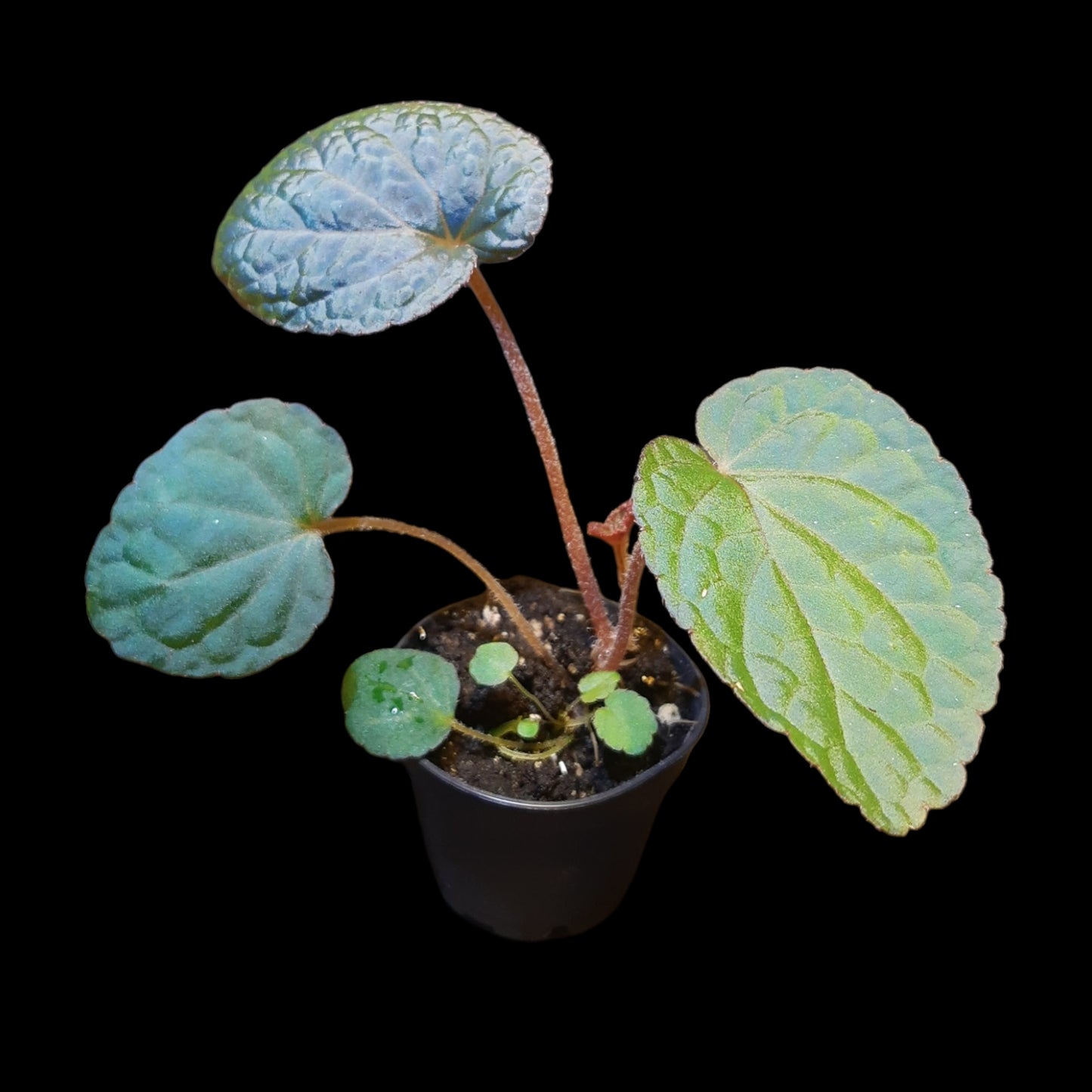 Seltene Begonia bac kan hahiepiana – irisierende Rarität aus Vietnam 🌿