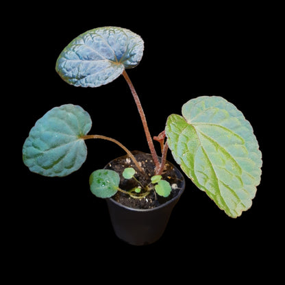 Seltene Begonia bac kan hahiepiana – irisierende Rarität aus Vietnam 🌿