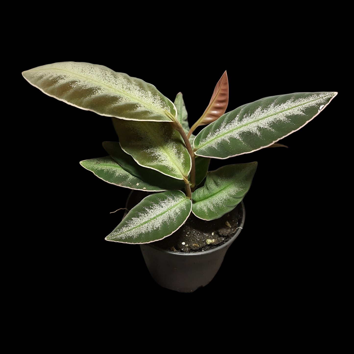 Labisia pumila?, Ardisia