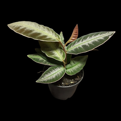 Labisia pumila?, Ardisia