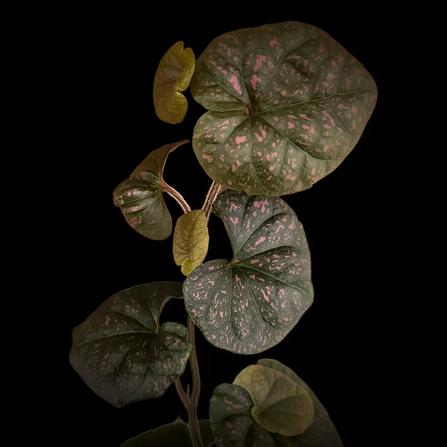 Rarität! Piper sp. Papua pink, Rankpflanze fürs Regenwald Terrarium