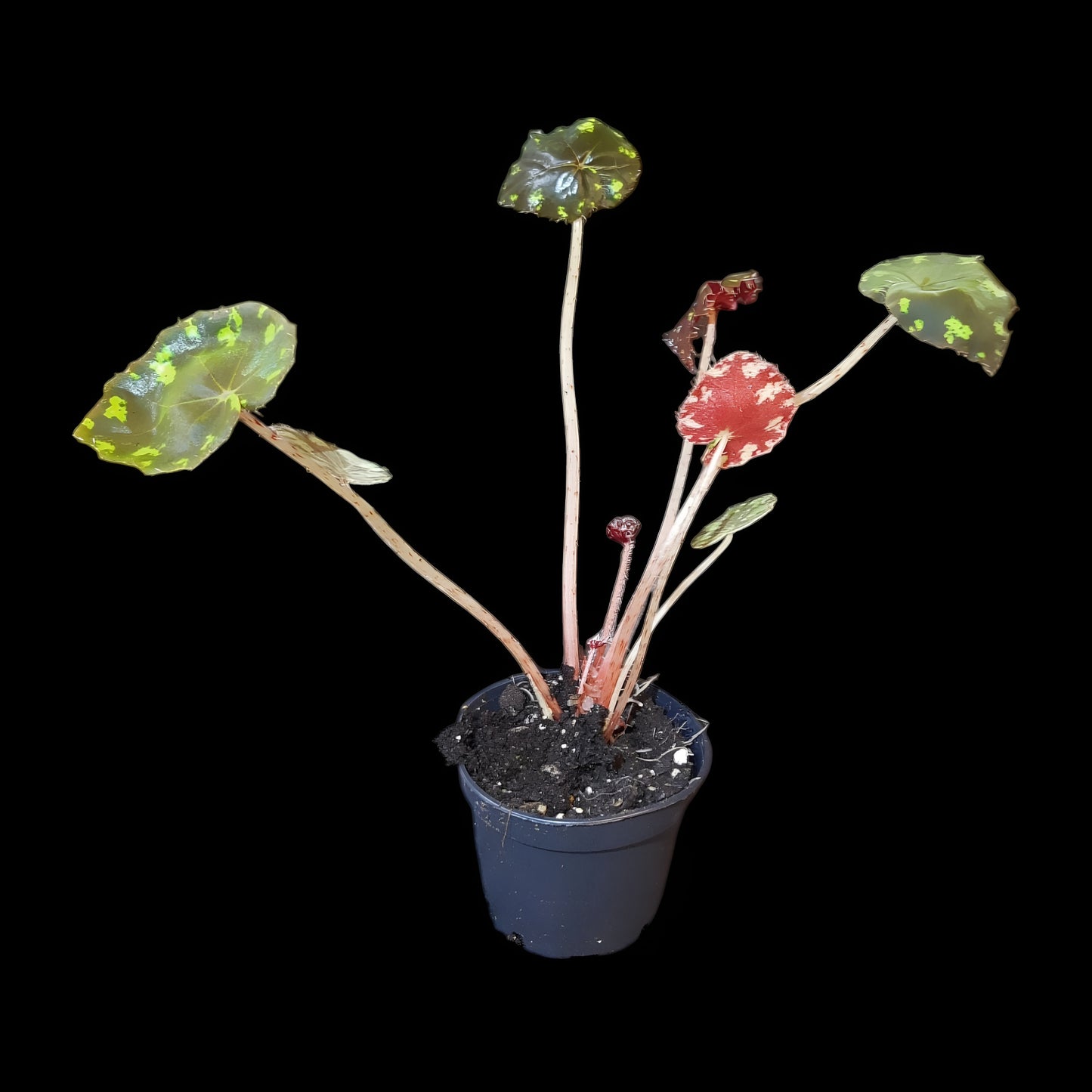 Begonia bowerae tiger