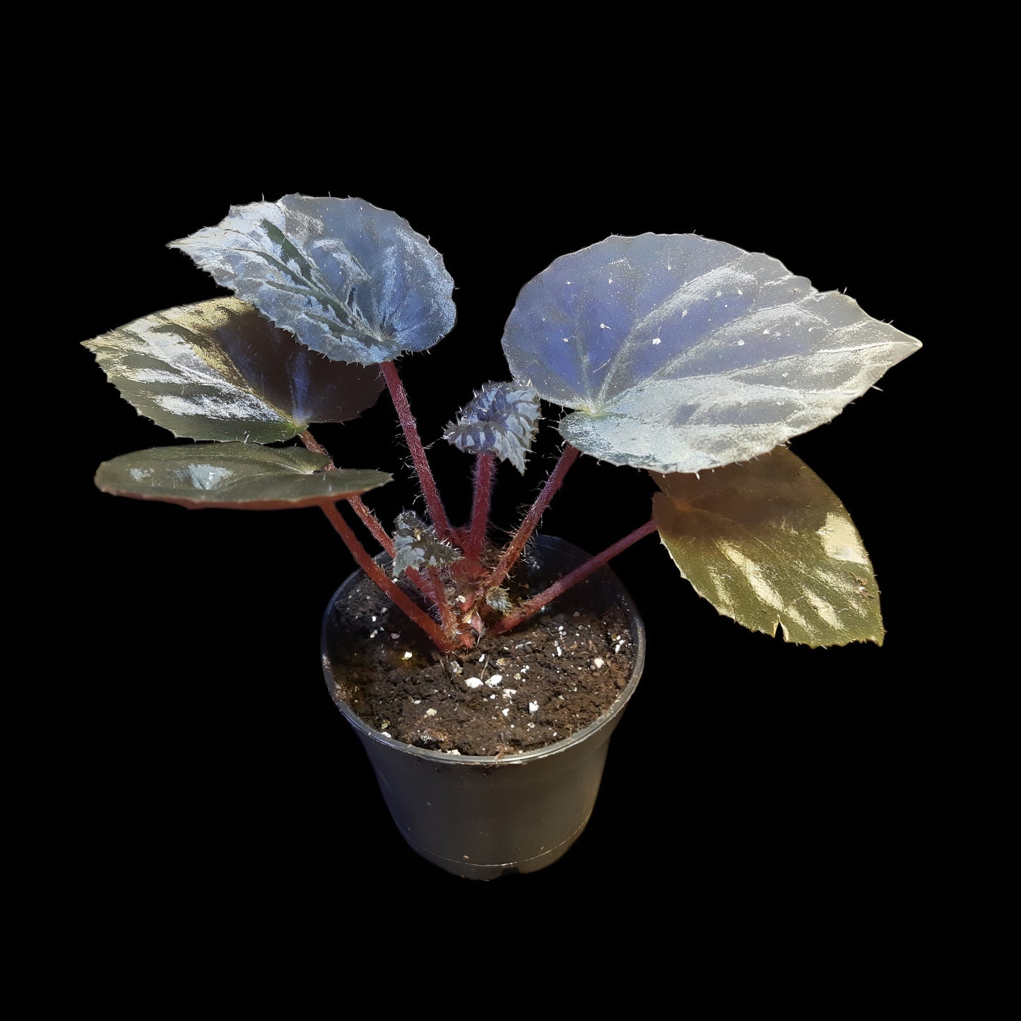 Rarität! Begonia metachroa