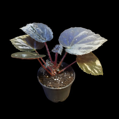 Rarität! Begonia metachroa