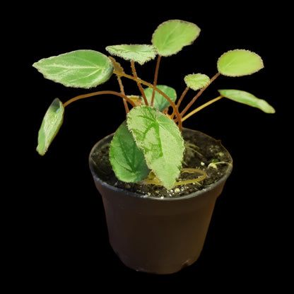 Begonia vankerckhovenii, (Miniaturbegonie)