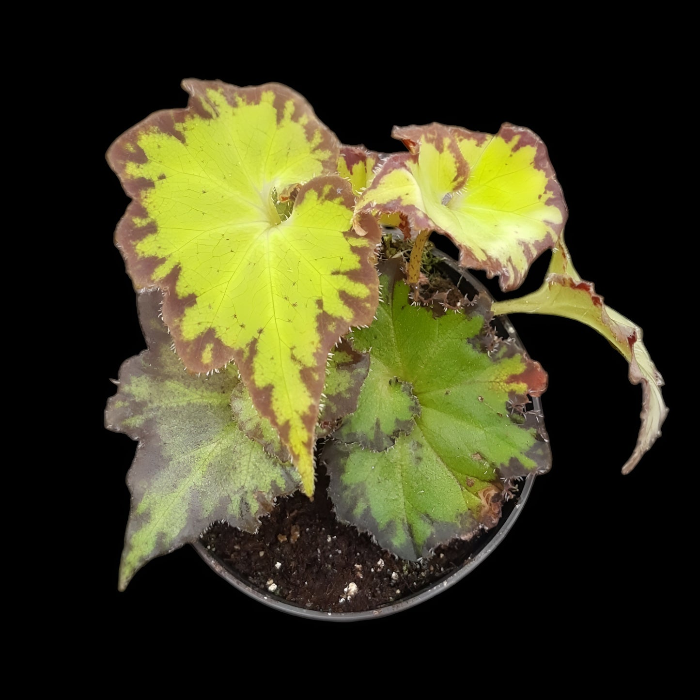 Begonia bowerae