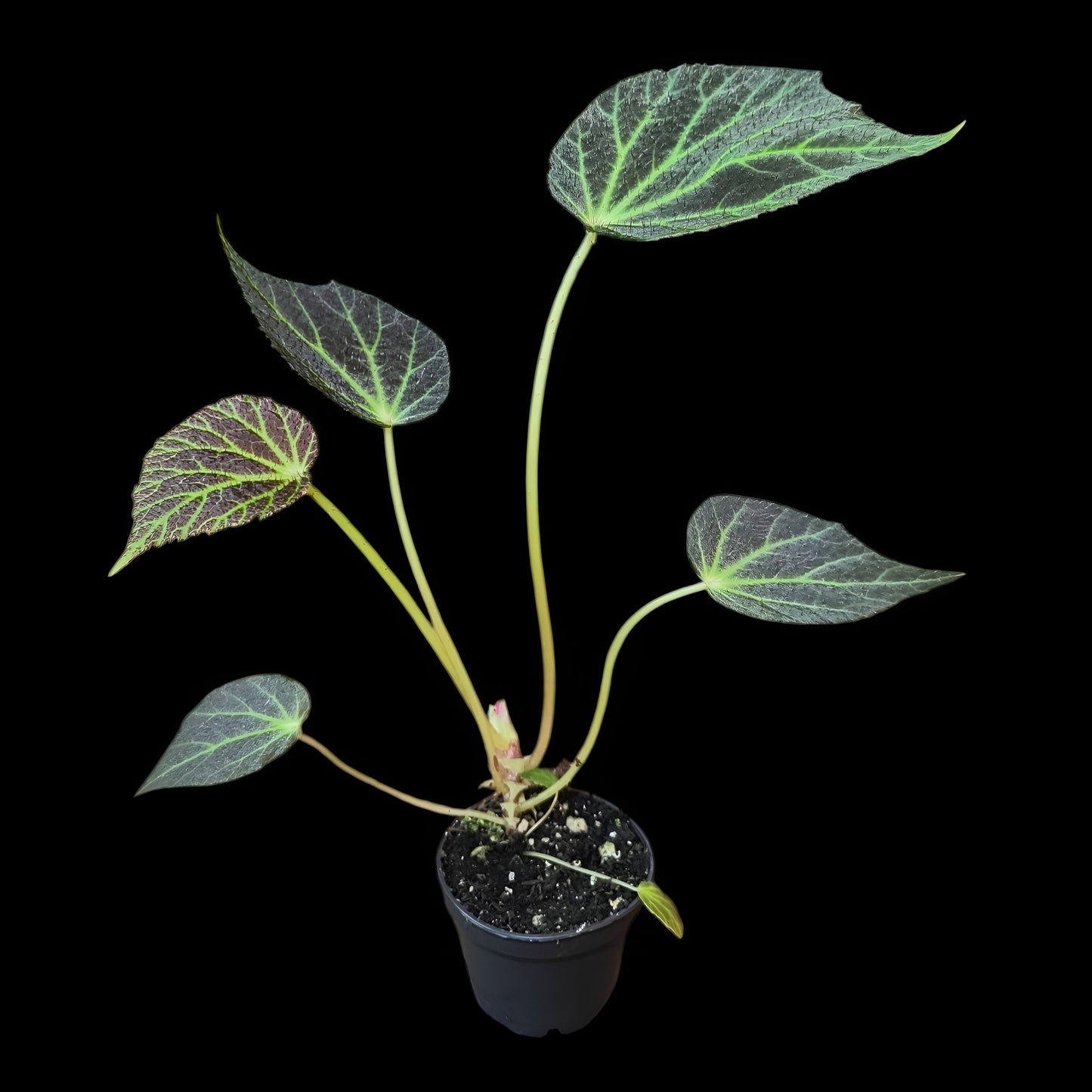 Begonia chloroneura