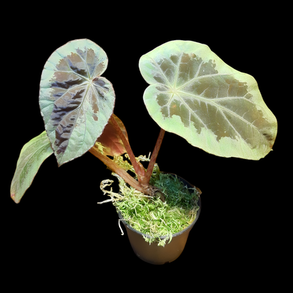 Begonia burkillii silver edge