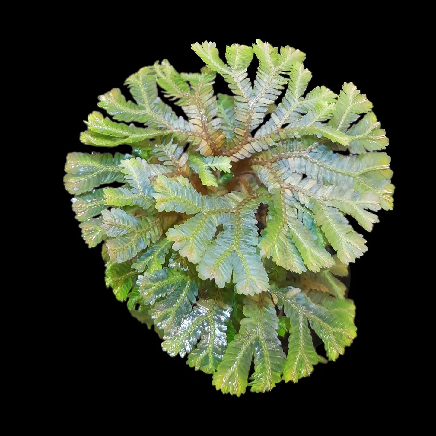 Selaginella intermedia