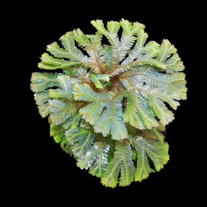 Selaginella intermedia